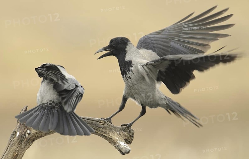Hooded Crow (Corvus cornix), Mecklenburg-Western Pomerania, Germany