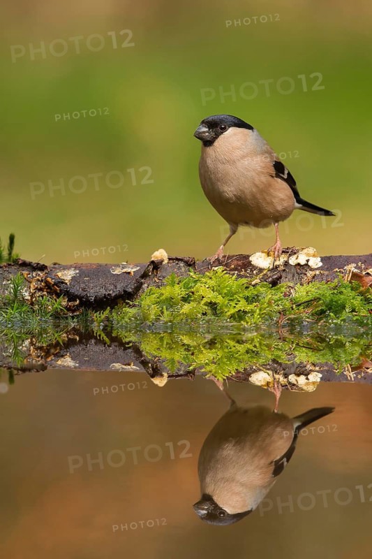 Eurasian Bullfinch (Pyrrhula pyrrhula) female, Utrecht, Netherlands