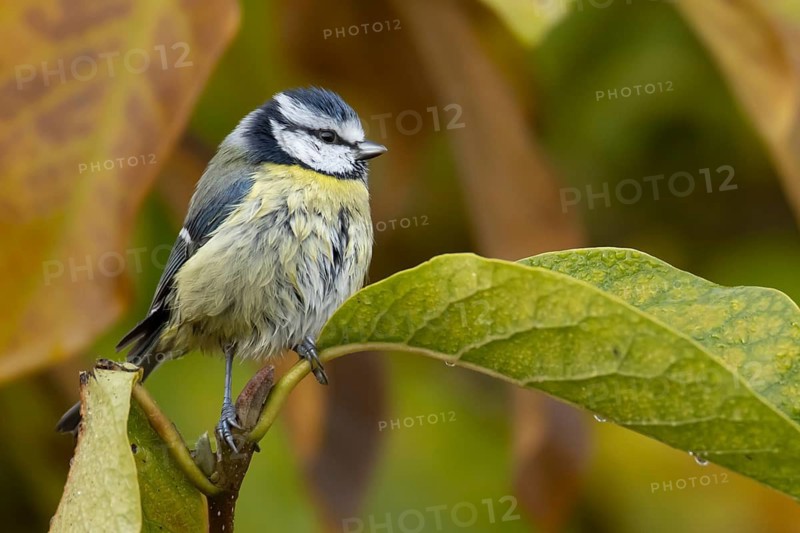 Blue tit (Cyanistes caeruleus) adult garden bird in a Magnolia tree with autumn colour leaves, England, United Kingdom