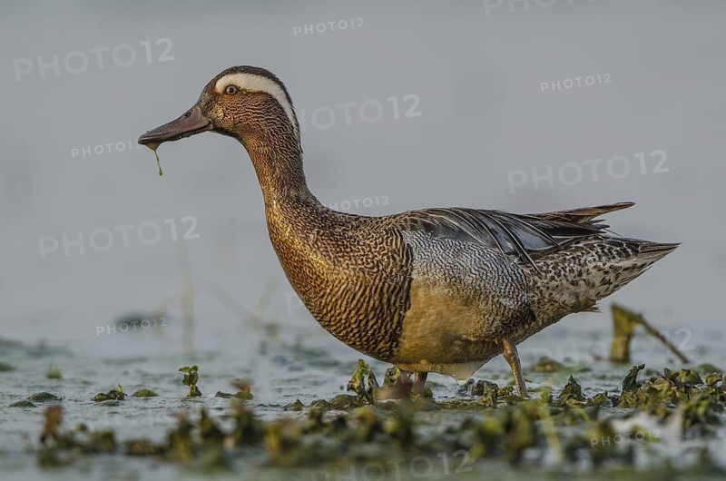 Garganey (Spatula querquedula) male, Schleswig-Holstein, Germany