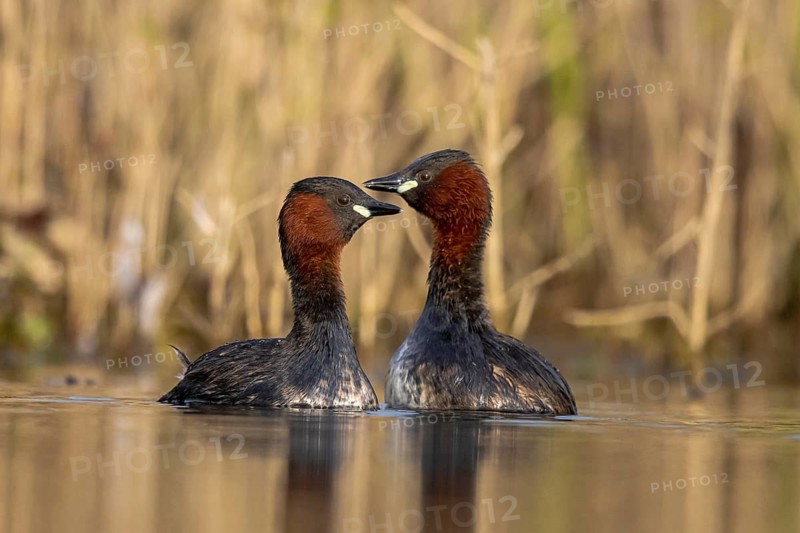 Little Grebe (Tachybaptus ruficollis) pair, North Rhine-Westphalia, Germany