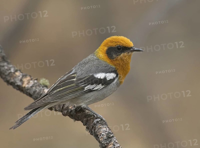 Olive Warbler (Peucedramus taeniatus) male, New Mexico, USA