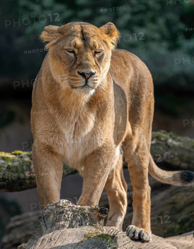 Asiatic Lion (Panthera leo persica), female standing on a tree trunk and looking attentively, occurring in India, captive