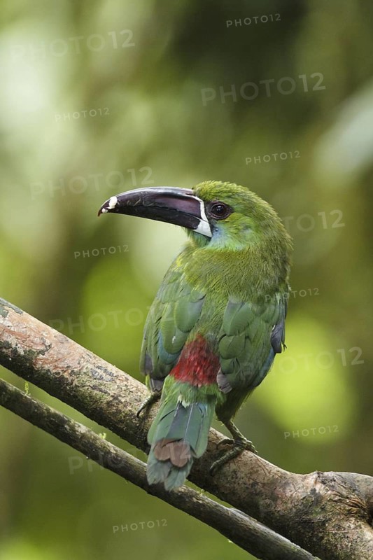 Crimson-rumped Toucanet (Aulacorhynchus haematopygus), Ecuador
