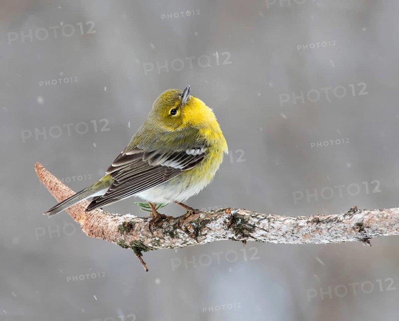 Pine Warbler (Setophaga pinus) male, Saskatchewan, Canada