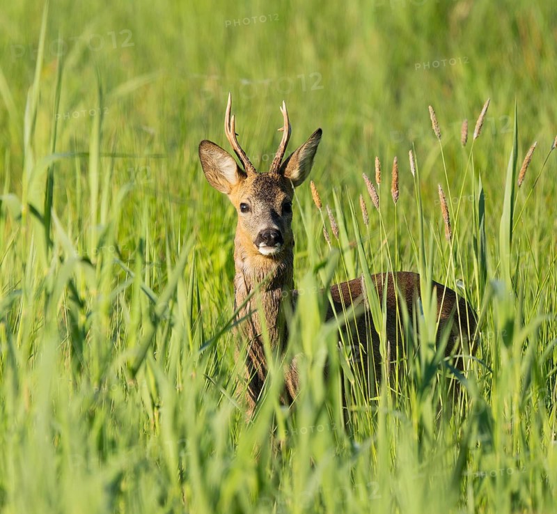 Roe deer (Capreolus capreolus), roebuck standing in a wet meadow, in a wetland biotope, wildlife, Lower Saxony, Germany
