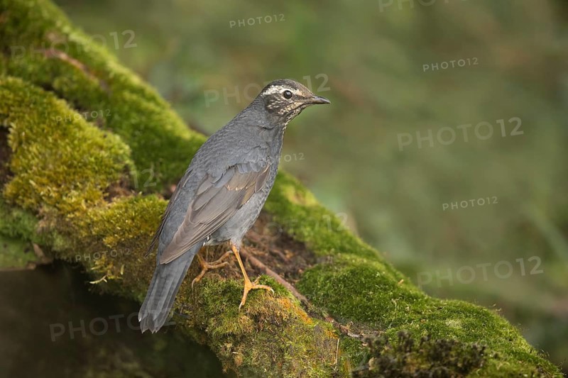 Siberian Thrush (Geokichla sibirica) male perched on a mossy log, Pahang, Malaysia
