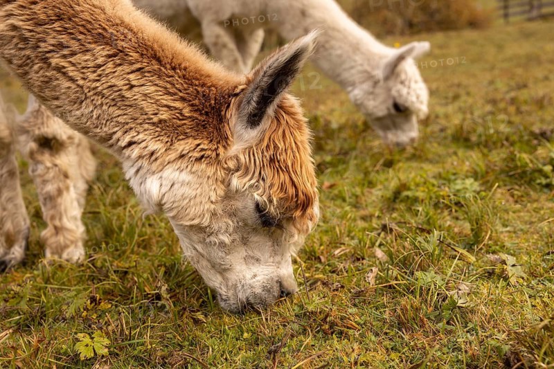A close-up of two alpacas grazing on green grass in the Austrian countryside, capturing the lush environment and the animals detailed fur textures