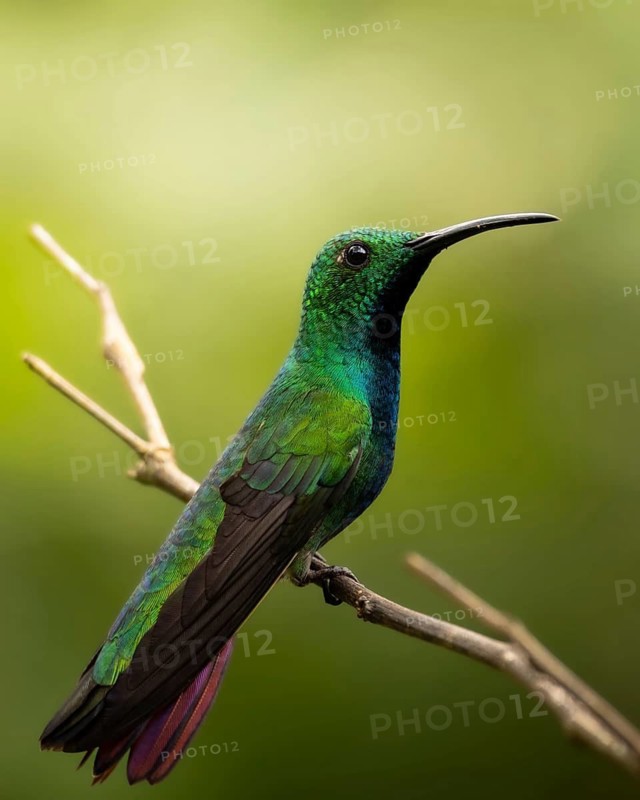 Capturing the vibrant hues of a hummingbird perched gracefully on a branch, this image showcases the diverse wildlife of the Belizean rainforests in stunning detail
