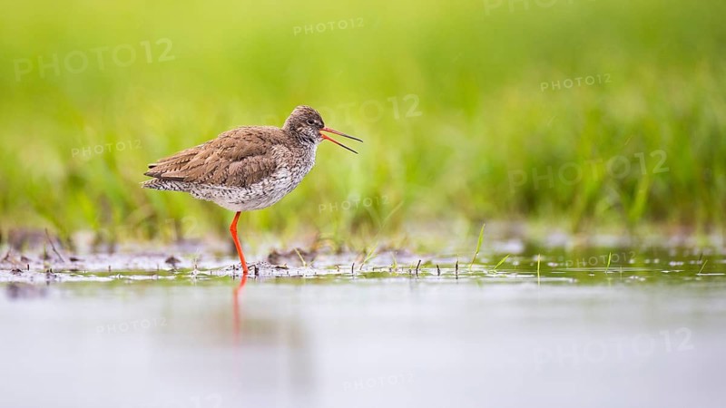 Common Redshank (Tringa totanus) foraging, Mecklenburg-Western Pomerania, Germany
