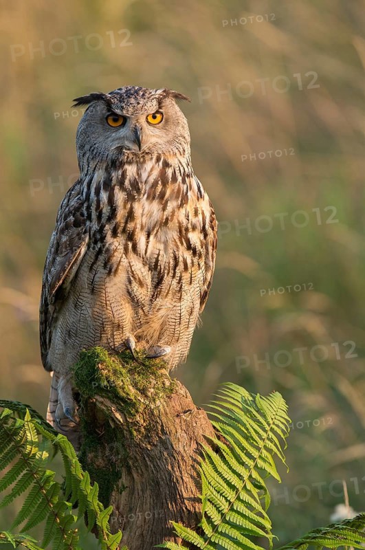 Eurasian Eagle-Owl (Bubo bubo) captive, Schwyz, Switzerland