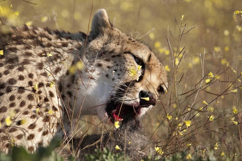 Cheetah (Acinonyx jubatus) female feeding on kill in meadow, Castile-La Mancha, Spain