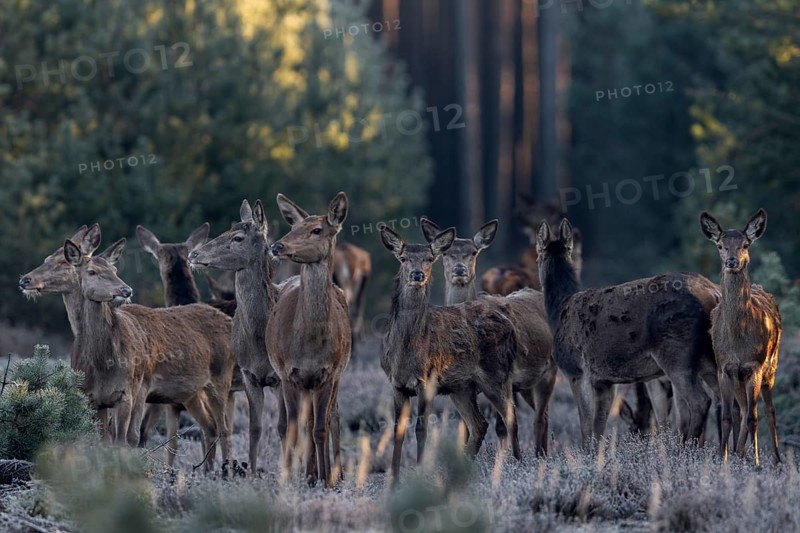 After a few minutes, a large herd of red deer (Cervus elaphus) stands directly in front of me, focussing and releasing the shutter at minus 15 degrees Celsius is very difficult for me, sometimes it doesn't work, frost, cold, hoarfrost, morning sun, Germany