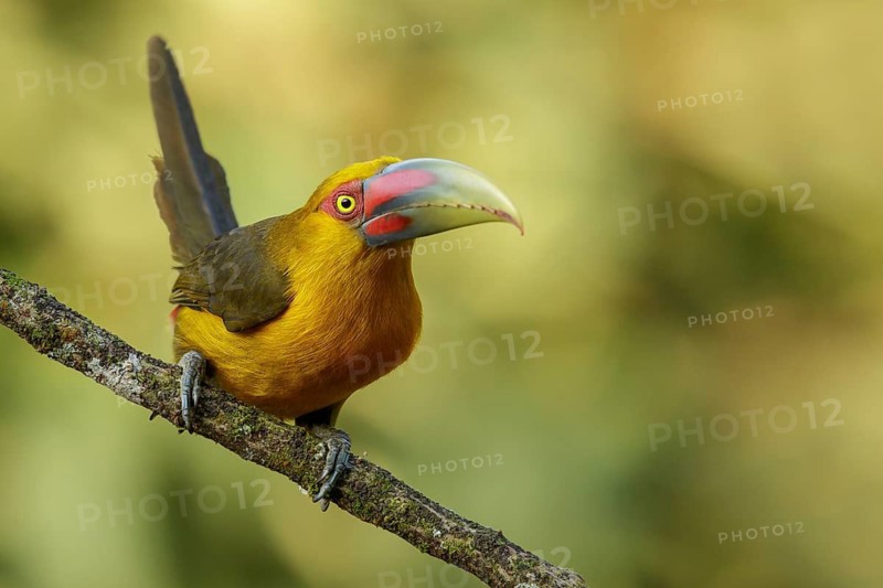 Saffron Toucanet (Pteroglossus bailloni) perched on a branch in the Atlantic Rainforest Region of Brazil