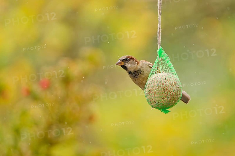 House sparrow (Passer domesticus) feeding from hanging suet feeder during light rain in autumn garden, Germany