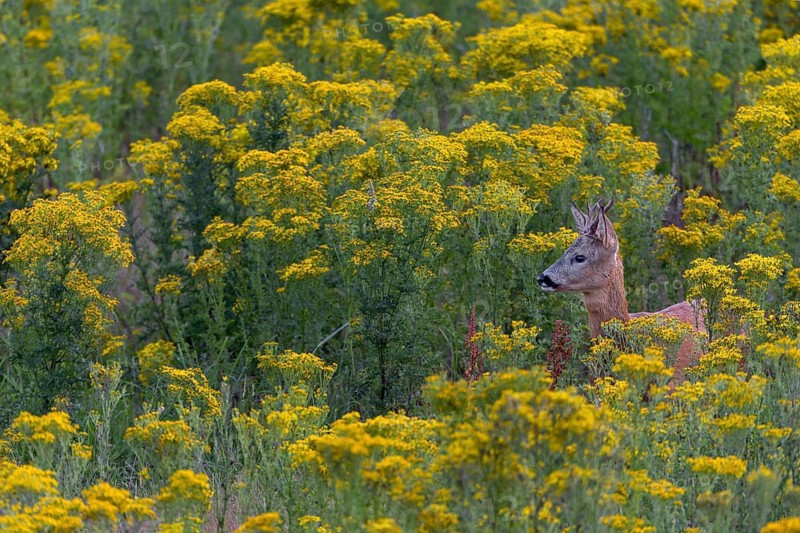 A roebuck (Capreolus capreolus) observing a doe and her fawn, dangerous, flower meadow, summer coat, July, Germany