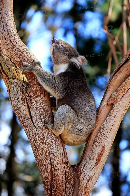 Koala (Phascolarctos cinereus), adult on tree, Kangaroo Island, South Australia, Australia