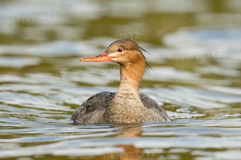 Red-breasted Merganser (Mergus serrator) female, Norway