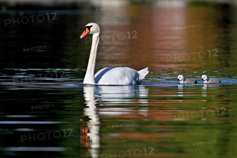 Mute swan (Cygnus olor), male with two chicks swimming in Lake Zug, Canton Zug, Switzerlandqq