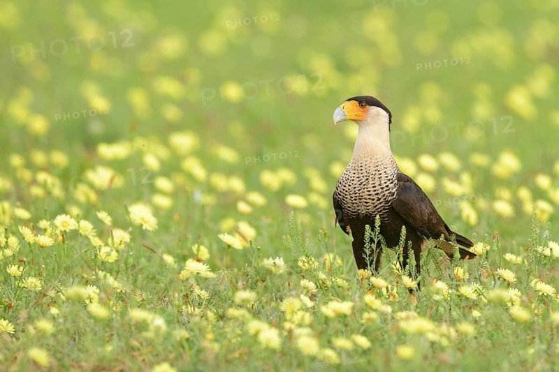 Northern Crested Caracara (Caracara cheriway) perched on flowering meadow, Texas, USA