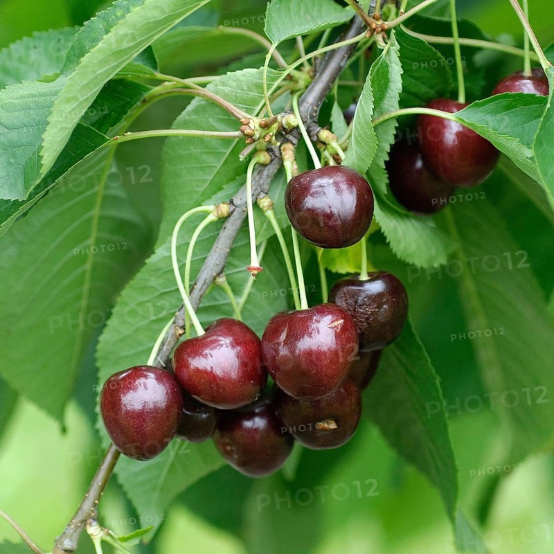 Prunus avium 'Viva', Germany