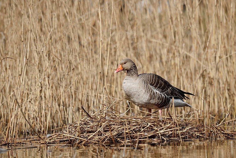 Greylag goose (Anser anser) on the nest in the reeds, North Rhine-Westphalia, Germany