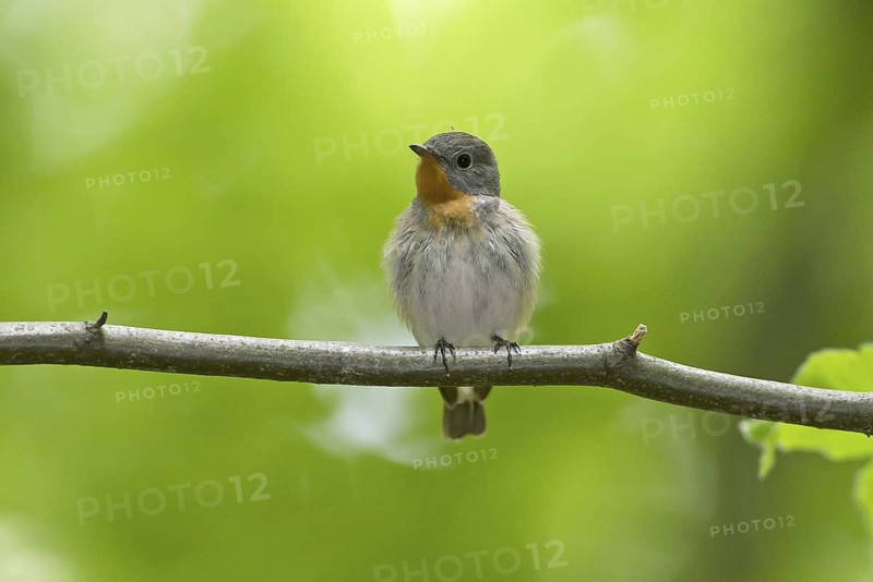 Red-breasted Flycatcher (Ficedula parva), Mecklenburg-Western Pomerania, Germany