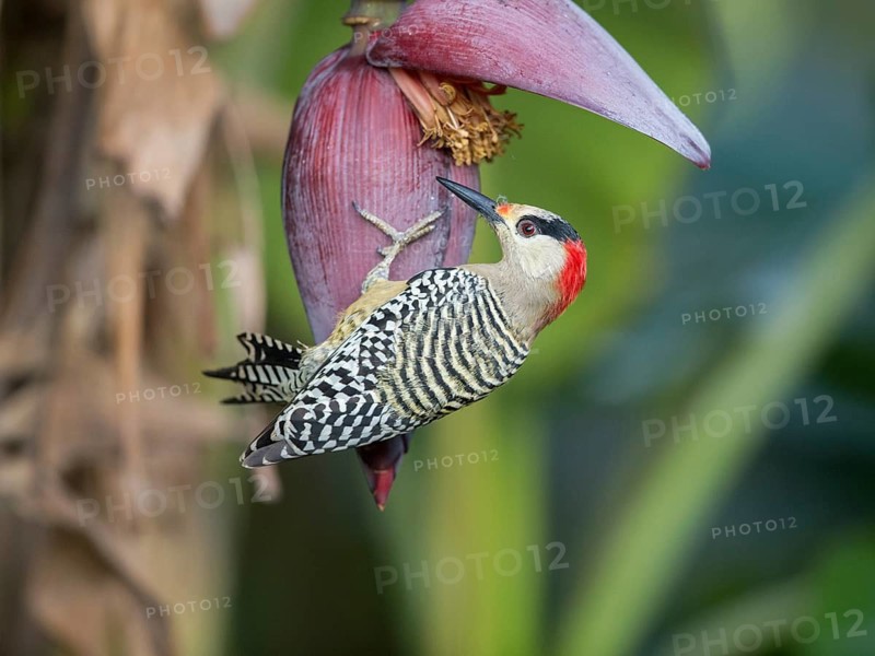 West Indian Woodpecker (Melanerpes superciliaris) female, Cuba