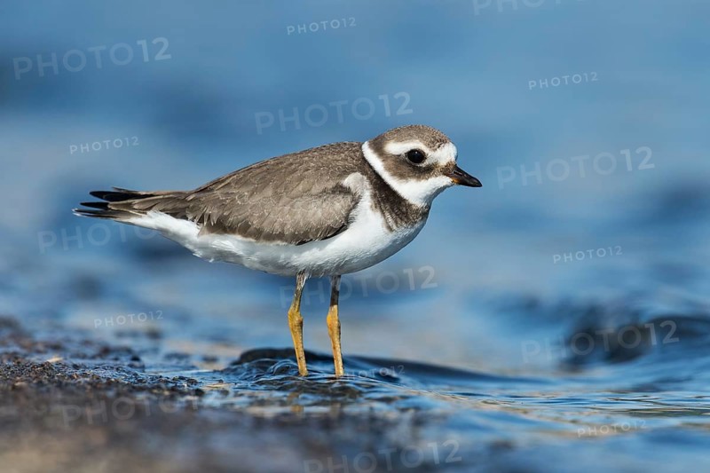 Common Ringed Plover (Charadrius hiaticula), Eilat, Israel