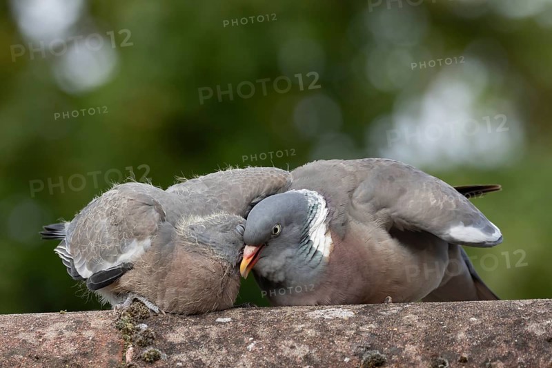 Wood pigeon (Columba palumbus) adult parent garden bird feeding a juvenile baby squab bird on an urban house rooftop, Suffolk, England, United Kingdom