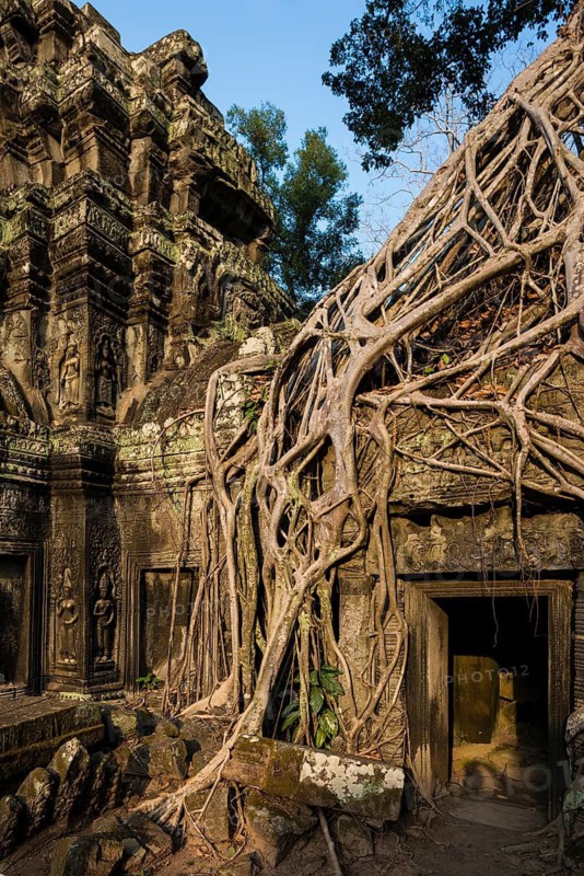 Ta Prohm, Angkor Wat, Angkor, UNESCO World Heritage Site, Siem Reap, Cambodia, Indochina, Southeast Asia