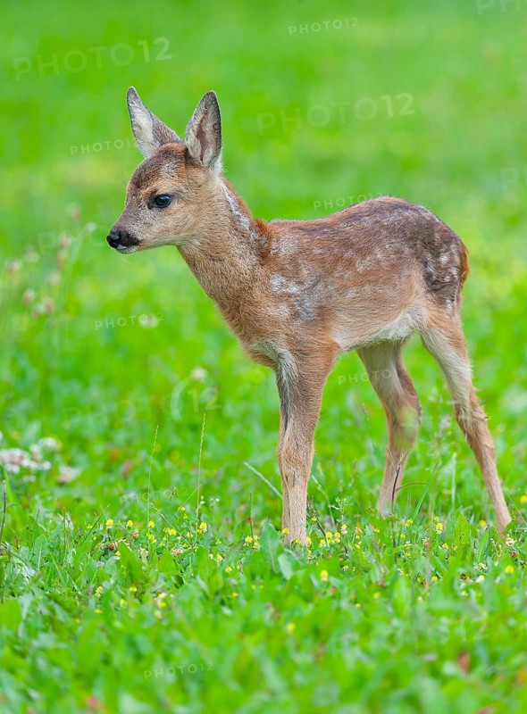 Roe deer (Capreolus capreolus), fawn standing in a meadow and looking attentively, Germany