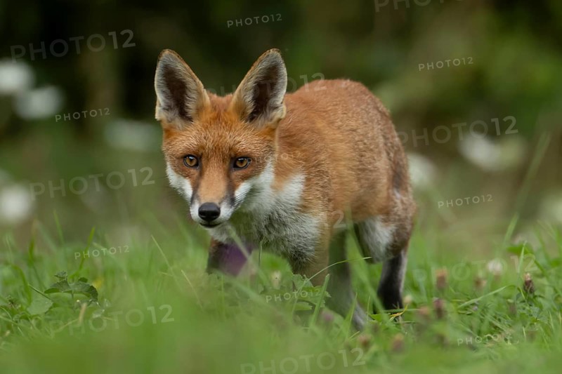 Red fox (Vulpes vulpes) adult animal in countryside grassland, England, United Kingdom