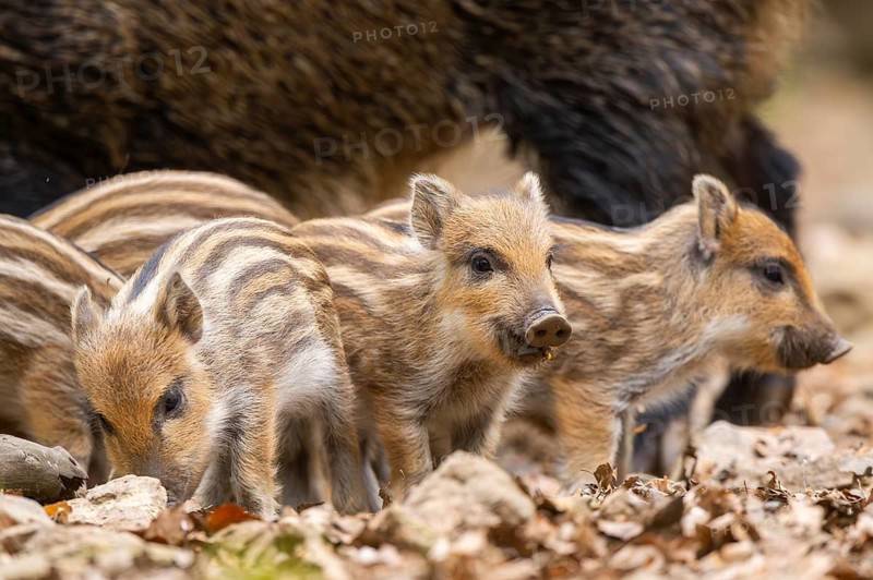 Wild boar (Sus scrofa) piglets standing in a forest, Bavaria, Germany