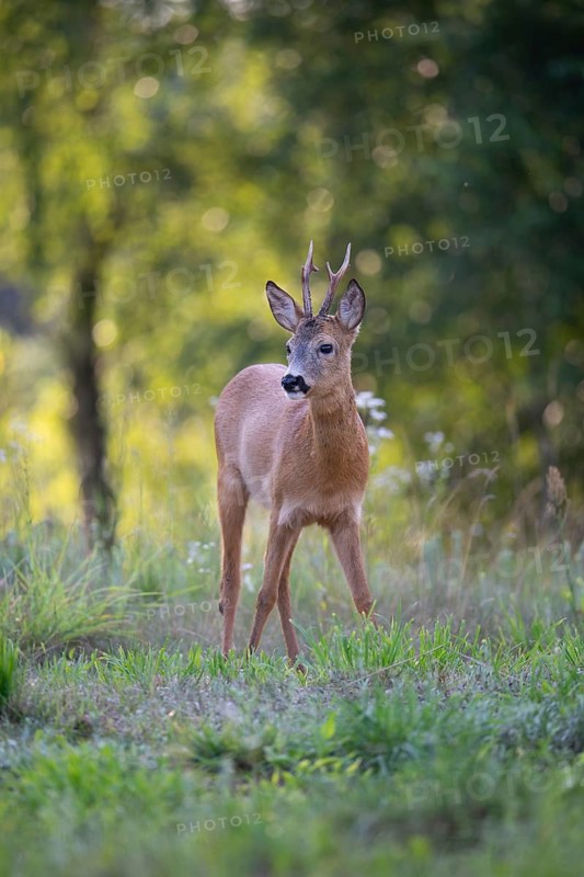 Roe deer (Capreolus capreolus), roebuck in a forest clearing, Tyrol, Austria