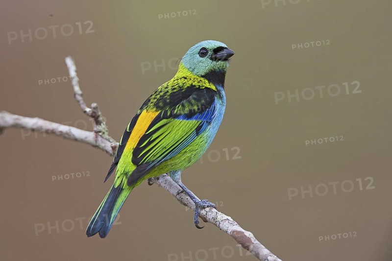 Green-headed Tanager (Tangara seledon)