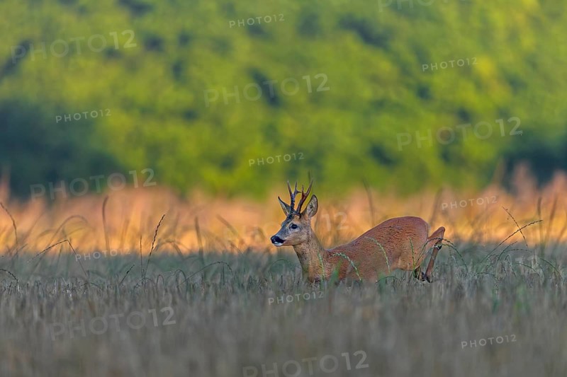 A roebuck (Capreolus capreolus) pursues a doe in a barley field with long leaps during the mating season, pursue, chase, leaf season, mating season, August, Germany