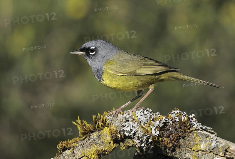 MacGillivray's Warbler (Geothlypis tolmiei), British Columbia, Canada