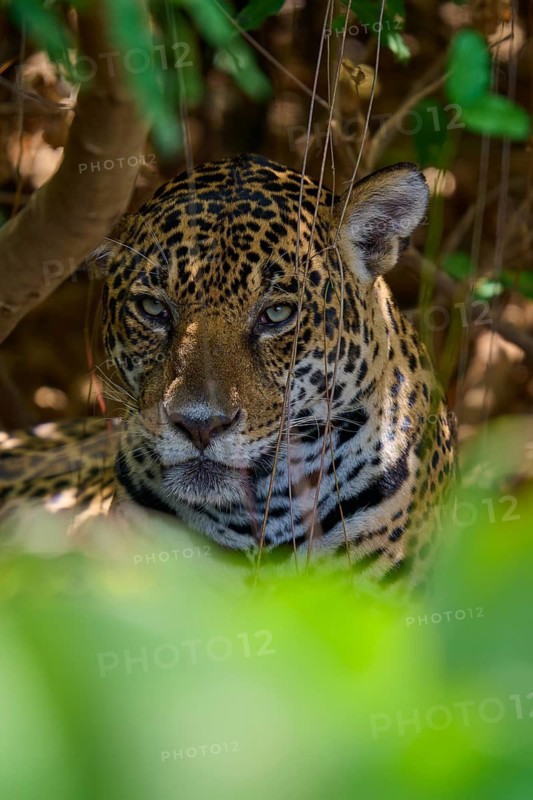 A single jaguar hides between leaves in the jungle and looks attentively, Jaguar (Panthera onca), Pantanal, Mato Grosso, Brazil