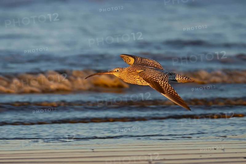 Eurasian curlew (Numenius arquata) adult wading bird in flight along a shoreline, England, United Kingdom