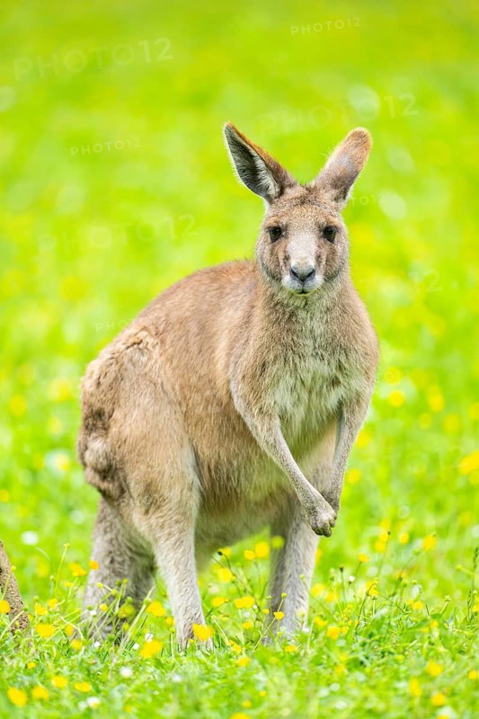 Eastern grey kangaroo (Macropus giganteus) on a meadow, Bavaria, Germany