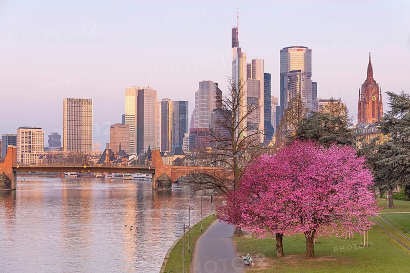 The ornamental cherries on the banks of the Main in Frankfurt start to bloom at spring arrival, Frankfurt am Main, Hesse, Germany