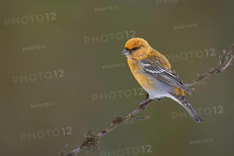 Pine Grosbeak (Pinicola enucleator) female perched on a branch, Lapland, Finland