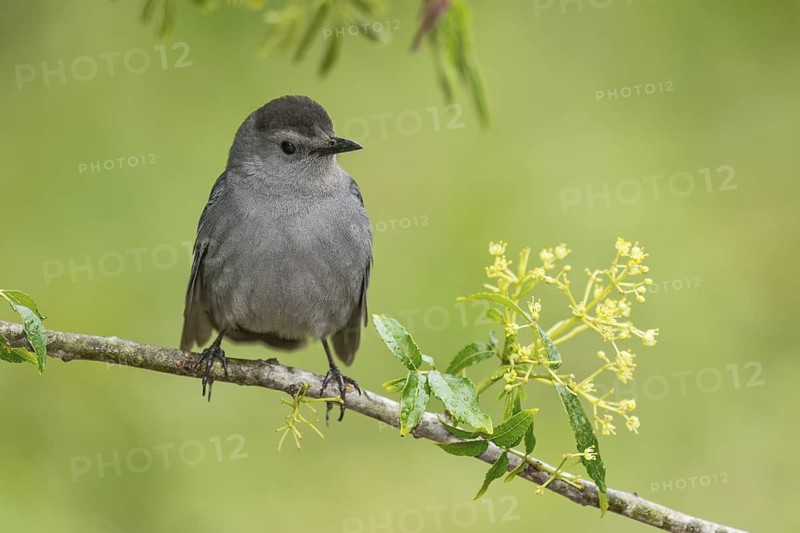 Grey Catbird (Dumetella carolinensis) perched on a branch, Texas, USA
