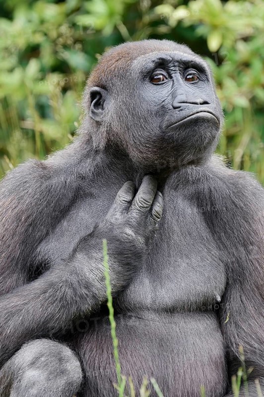 Western lowland gorilla (Gorilla gorilla gorilla), juvenile, captive, native to Africa