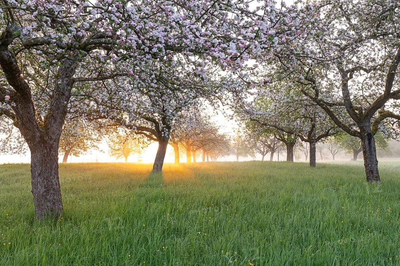 Fresh blossom, morning light, ground mist... simply magical! Foothills orchard meadow in bloom - apple tree avenue in the morning light with ground mist