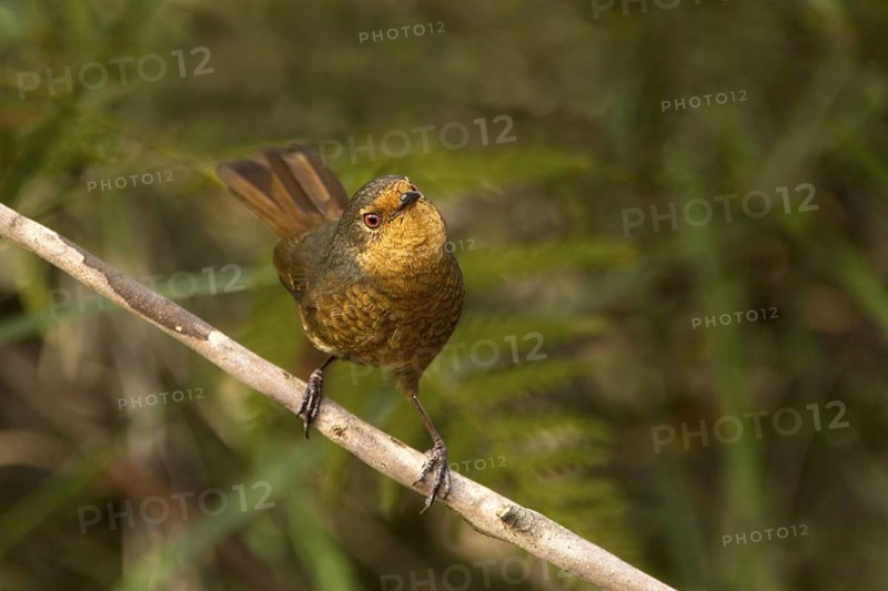 Pilotbird (Pycnoptilus floccosus), New South Wales, Australia