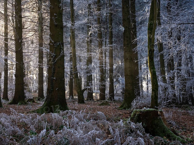 Wintery forest with hoarfrost on Königstuhl mountain, Rhein-Neckar district, Baden-Württemberg, Germany
