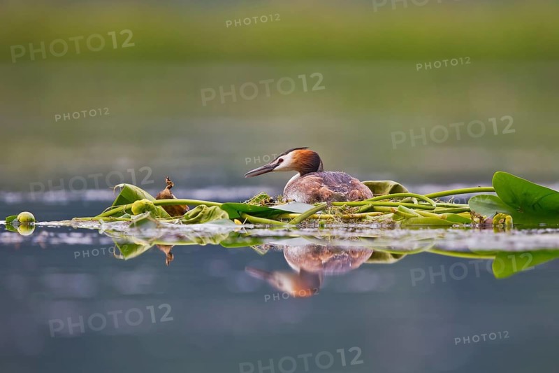 Great Crested Grebe (Podiceps cristatus) on nest, Bavaria, Germany
