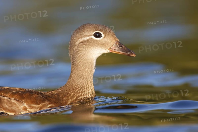 Mandarin Duck (Aix galericulata) female